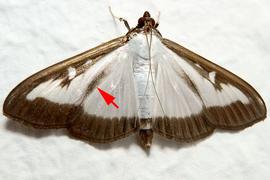  Adult with wingspan of ~4 cm and 3 color forms presented. Light form with brown bar on hind margin of the forewing (red arrow).
